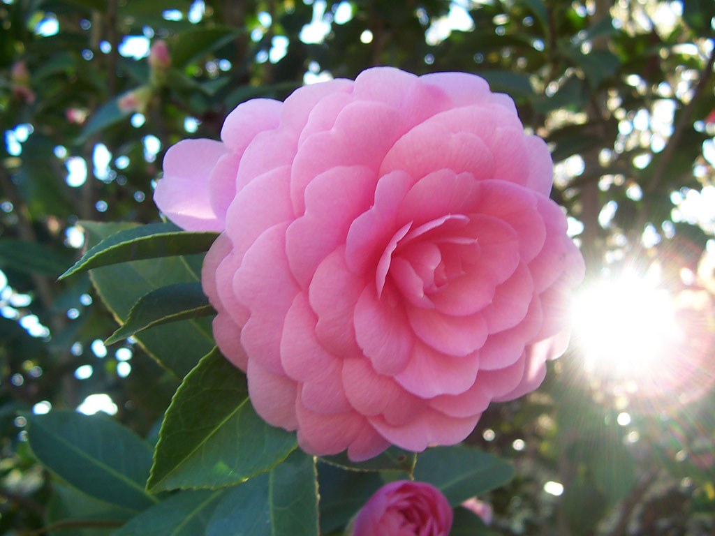 Camélia rose pâle aux pétales en spirale, contre-jour et feuilles vernissées.