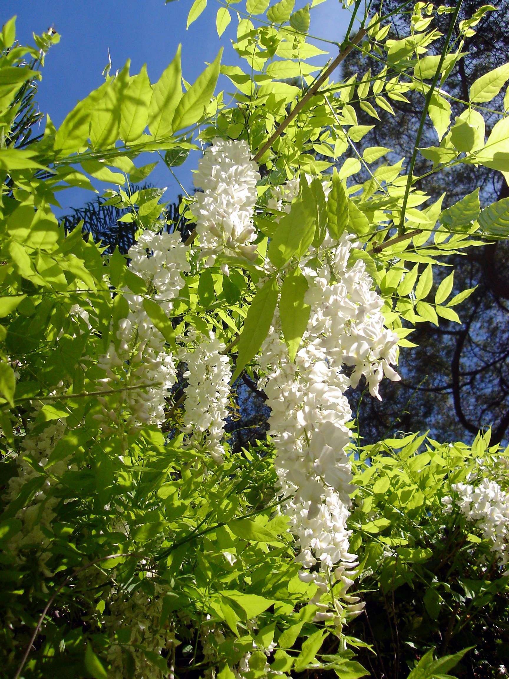 Grappes blanches de glycine sous un ciel bleu, feuillage clair au soleil.