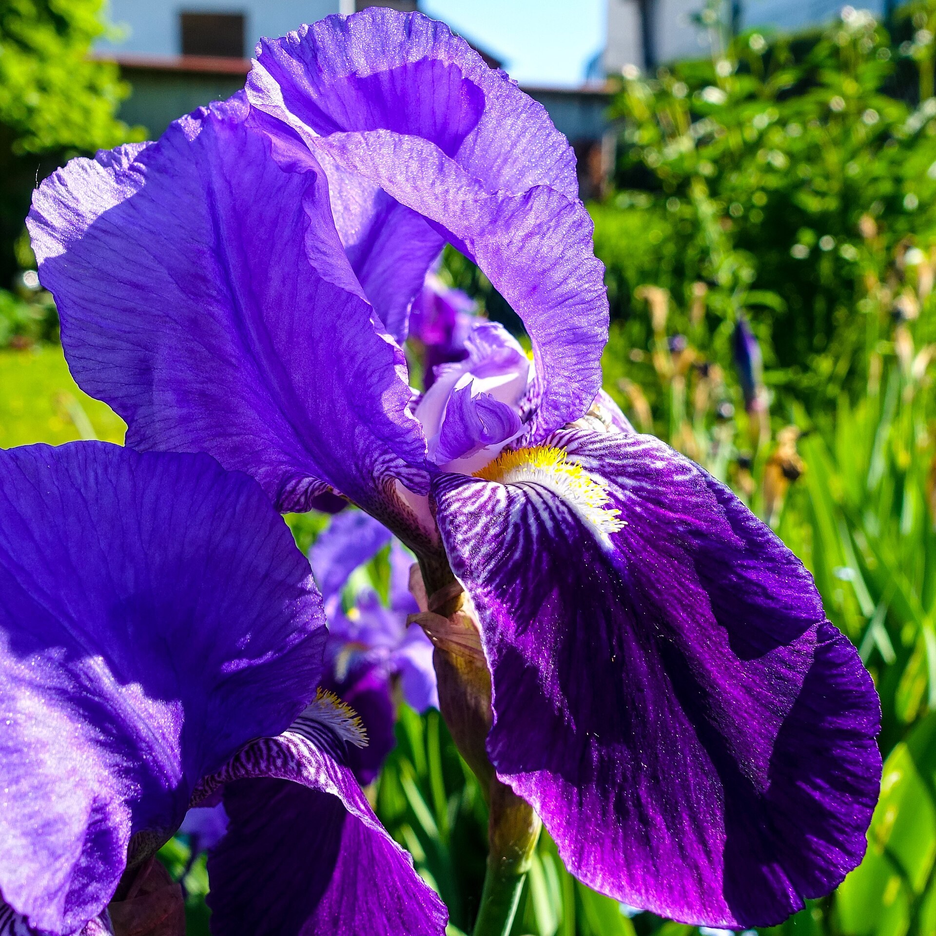 Iris violet aux sépales striés et barbe jaune, au soleil dans un jardin.