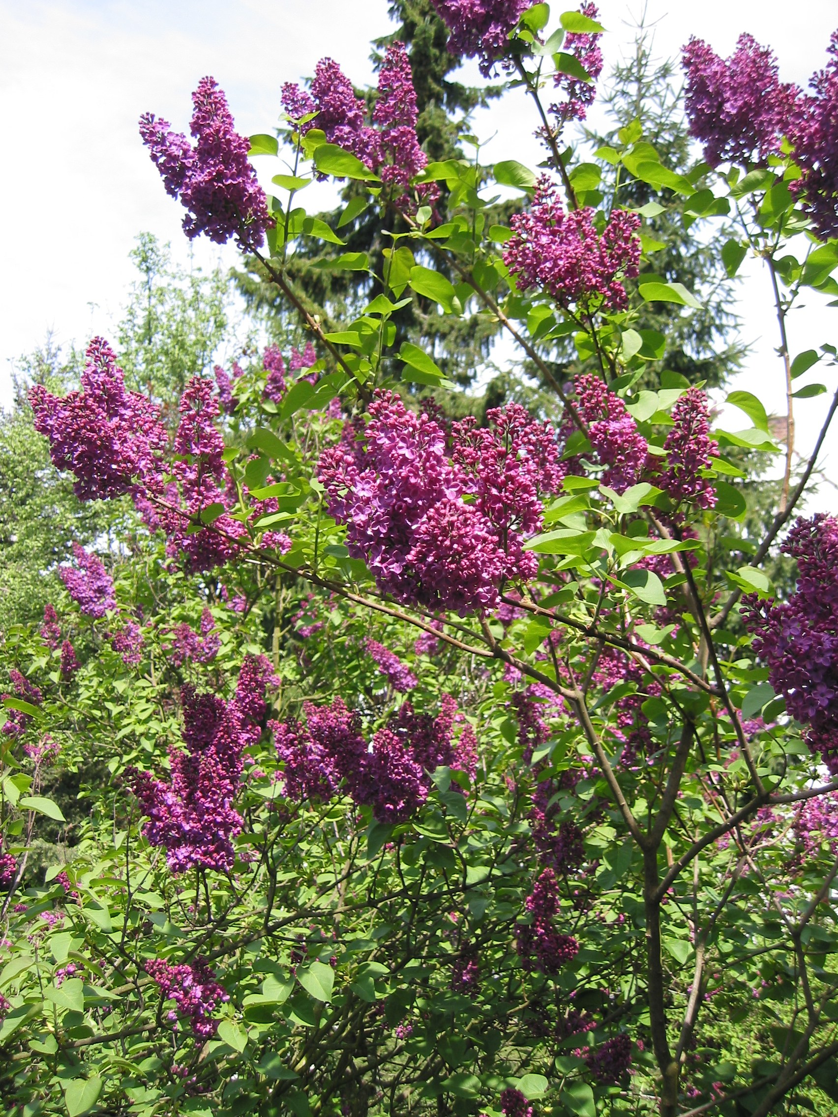 Buisson de lilas violet en fleurs, feuilles vertes et cimes d’arbres.