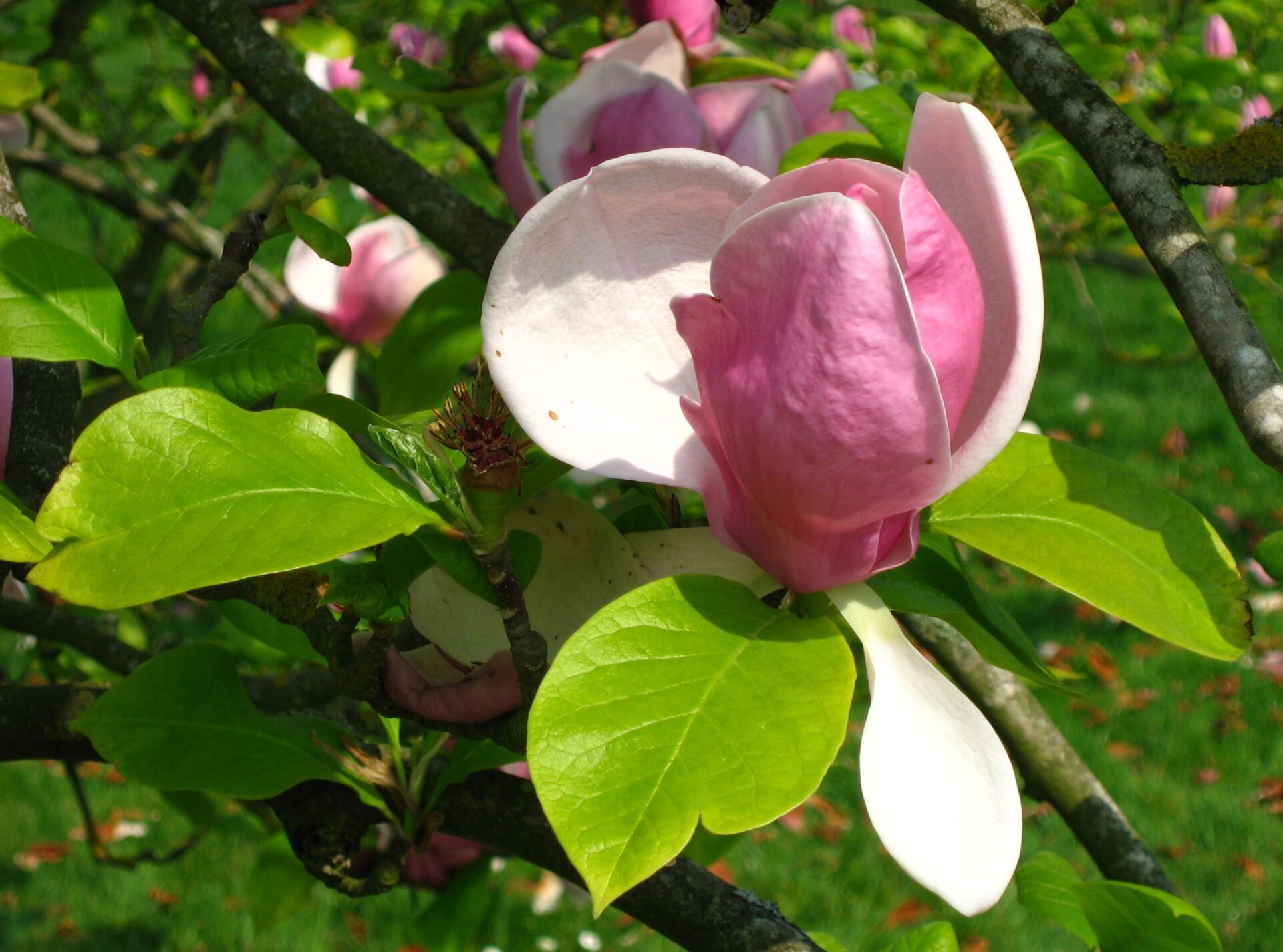 Fleur de magnolia rose et blanc sur une branche, feuilles neuves et pelouse.